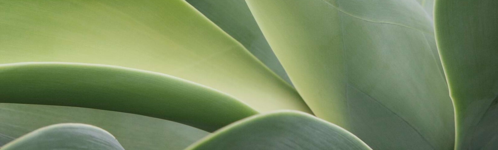 Esthévital Nutrition Nahrungsergänzung