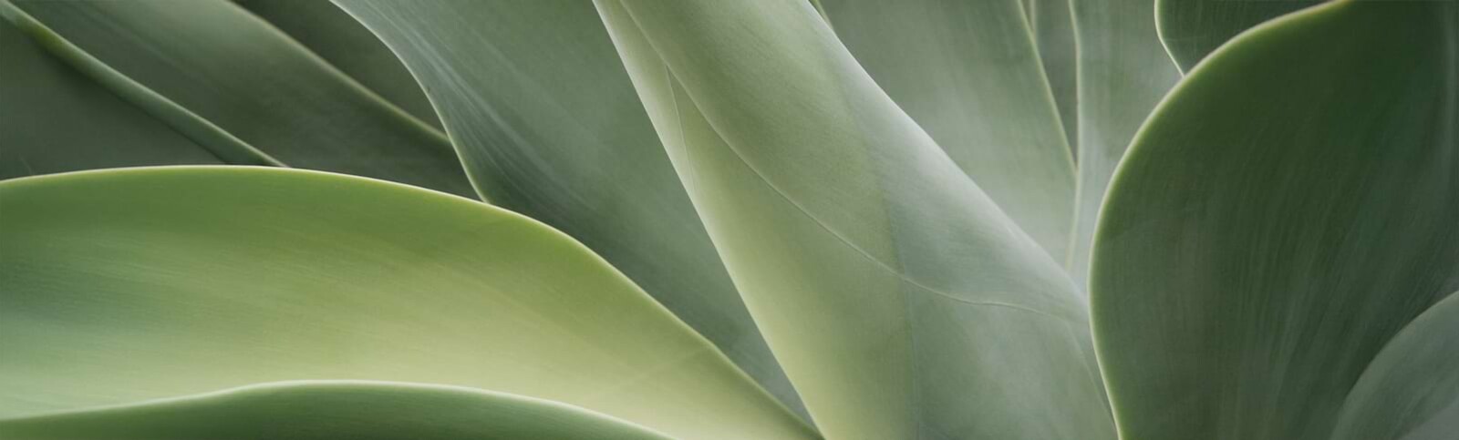 Esth&eacute;vital - Nutrition