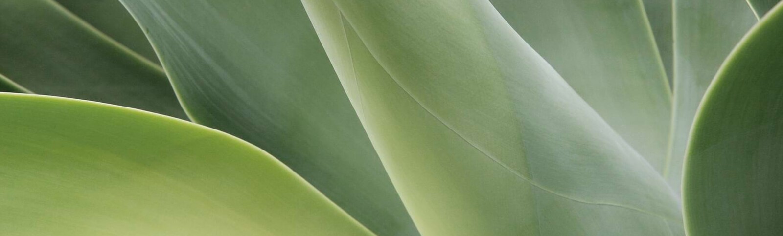 Esthévital Nutrition